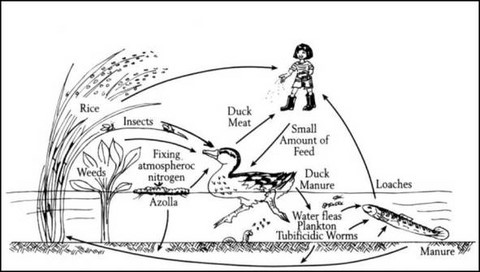 Le cycle perma riz canards poisson algues