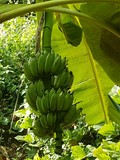 thaïlande régime de bananes