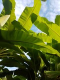 thaïlande feuilles bananes bananeraie