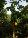 thaïlande papayer fruit papaye