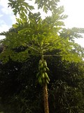 thaïlande papayer fruit 