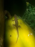 thaïlande papaye lézard farceur