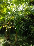 thaïlande papayer fruit papaye