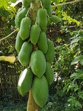 thaïlande papayer papaye fruit