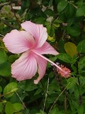 thaïlande hibiscus rose