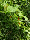 thaïlande piment rouge