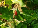 thaïlande piment rouge