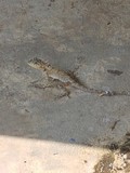 thaïlande lézard