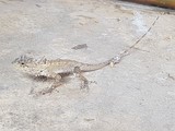 thaïlande lézard