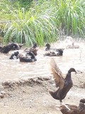 thaïlande eau rizière canard