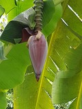 thaïlande fleur de bananier