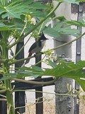 thaïlande oiseaux chapeau pointu