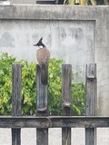 thaïlande oiseaux chapeau pointu