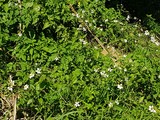 thaïlande mauvaises herbes