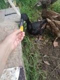 thaïlande canard