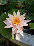 thaïlande lotus rose ouvert