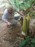 thaïlande découpe bananier