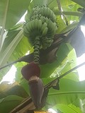 thaïlande régime banane fleur