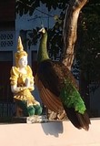 thaïlande paon bouddha temple