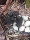 thaïlande naissance canneton nid oeuf