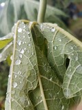 thaïlande goutte eau