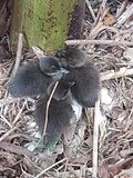 thaïlande naissance canneton nid oeuf