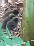 thaïlande naissance canneton nid oeuf
